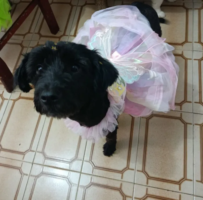 Cachorro raça SRD-ViraLata idade 1 ano nome Morgana 