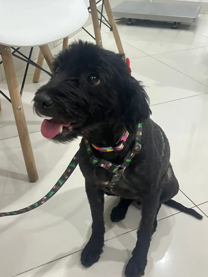 Cachorro raça SRD-ViraLata idade 1 ano nome Morgana 