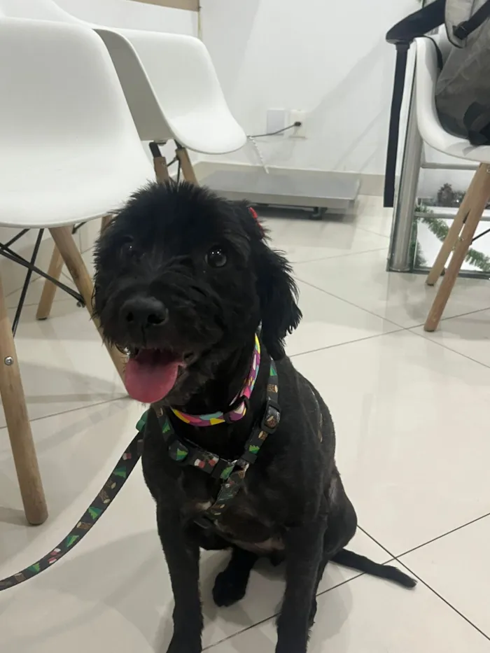 Cachorro raça SRD-ViraLata idade 1 ano nome Morgana 