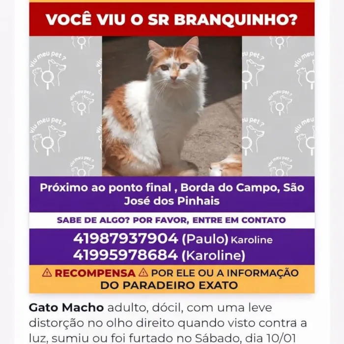 Gato raça SRD-ViraLata idade 2 anos nome Branquinho 