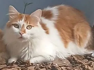 Gato raça SRD-ViraLata idade 2 anos nome Branquinho 