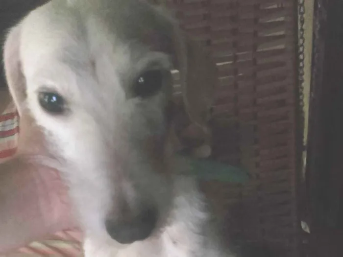 Cachorro raça SRD-ViraLata idade 5 anos nome Marlon