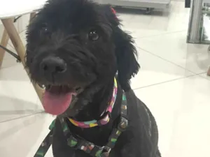 Cachorro raça SRD-ViraLata idade 1 ano nome Morgana 