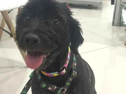 Cachorro raça SRD-ViraLata idade 1 ano nome Morgana 