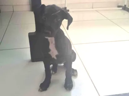 Cachorro raça SRD-ViraLata idade 2 a 6 meses nome Pandora