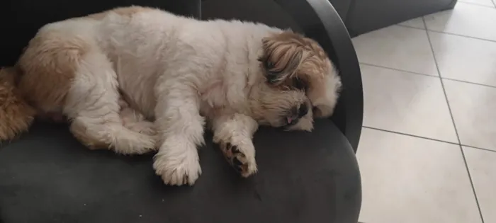 Cachorro raça Shitzu idade 6 ou mais anos nome Théo 