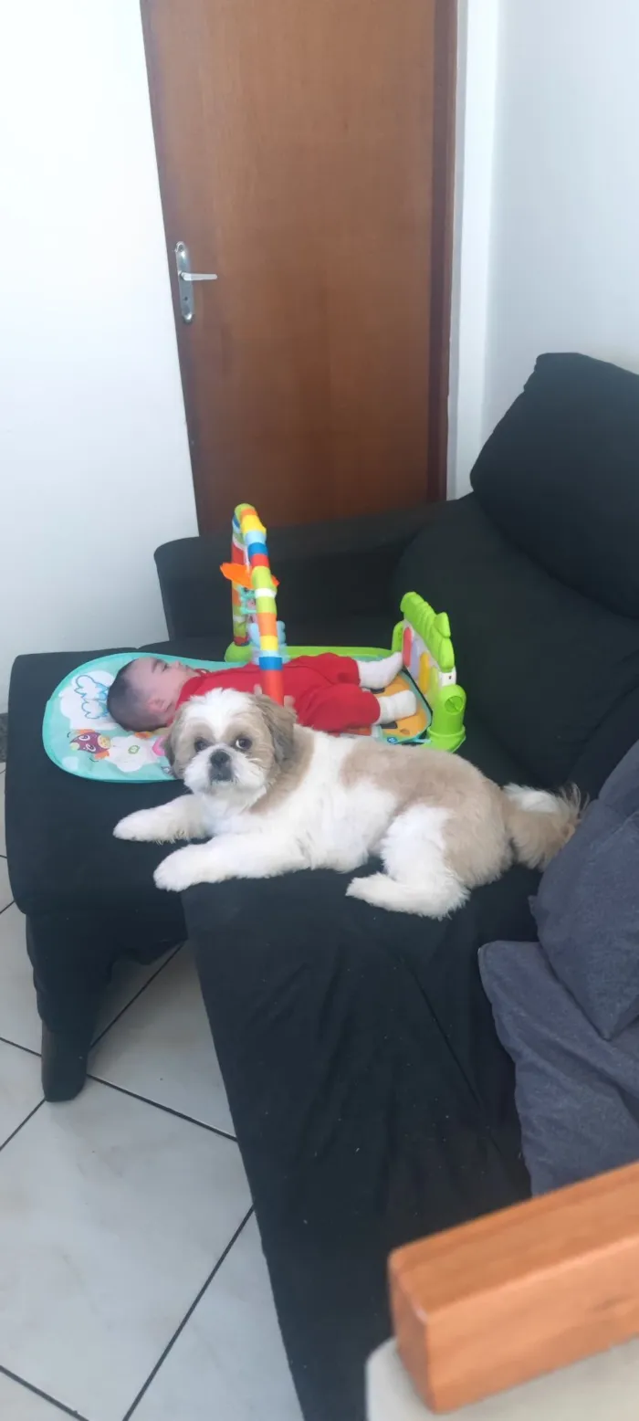 Cachorro raça Shitzu idade 6 ou mais anos nome Théo 