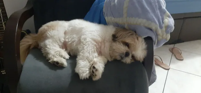 Cachorro raça Shitzu idade 6 ou mais anos nome Théo 