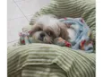 Cachorro raça Shitzu idade 6 ou mais anos nome Théo 