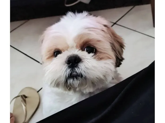 Cachorro raça Shitzu idade 6 ou mais anos nome Théo 