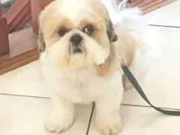 Cachorro raça Shitzu idade 6 ou mais anos nome Théo 