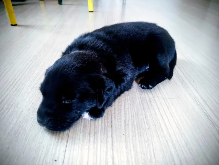 Cachorro raça SRD-ViraLata idade Abaixo de 2 meses nome Escolha o nome do seu cão