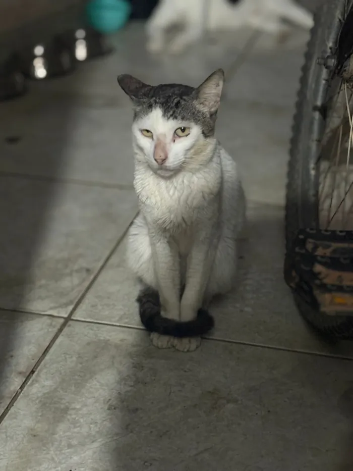 Gato raça SRD-ViraLata idade 2 anos nome Gato Branco 