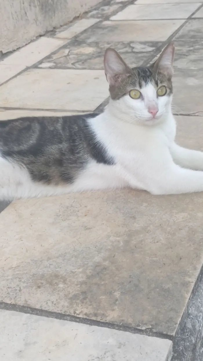 Gato raça SRD-ViraLata idade 7 a 11 meses nome Mya