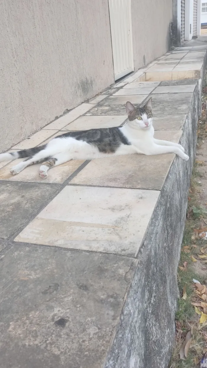 Gato raça SRD-ViraLata idade 7 a 11 meses nome Mya