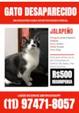 Gato raça SRD-ViraLata idade 4 anos nome Jalapeño