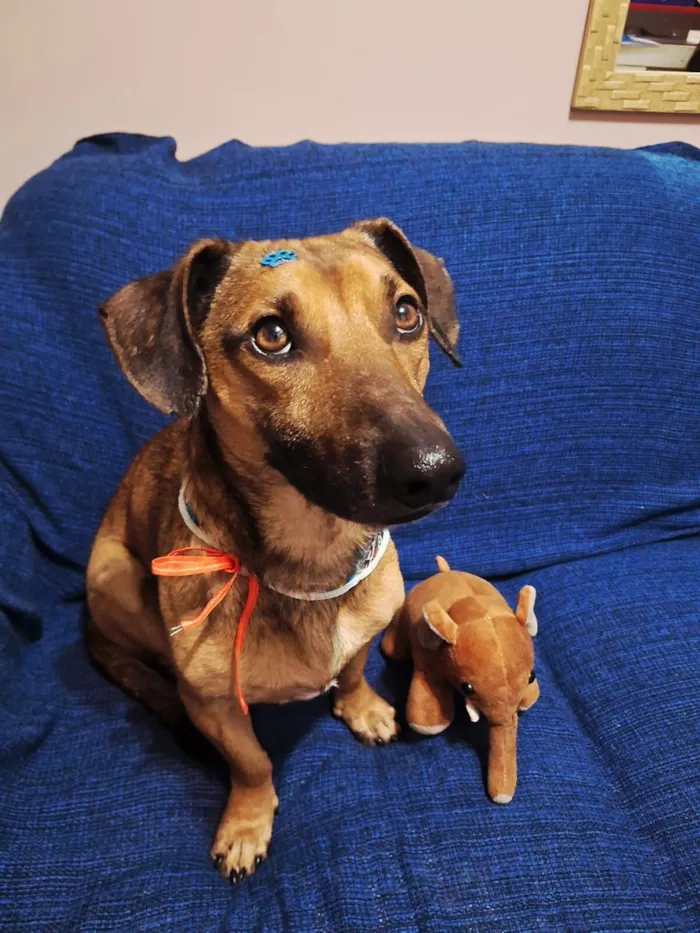 Cachorro raça SRD-ViraLata idade 2 anos nome Pituco