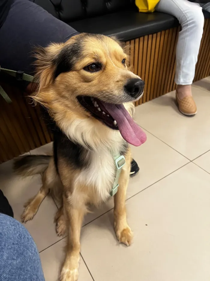 Cachorro raça SRD-ViraLata idade 2 anos nome Bartholomeu 