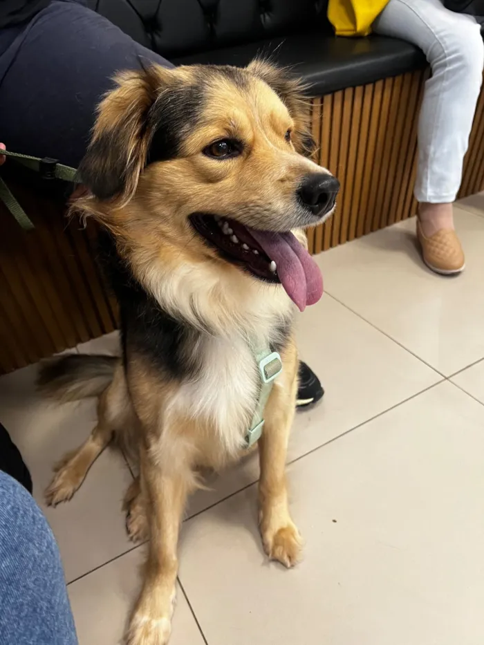 Cachorro raça SRD-ViraLata idade 2 anos nome Bartholomeu 