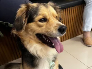 Cachorro raça SRD-ViraLata idade 2 anos nome Bartholomeu 