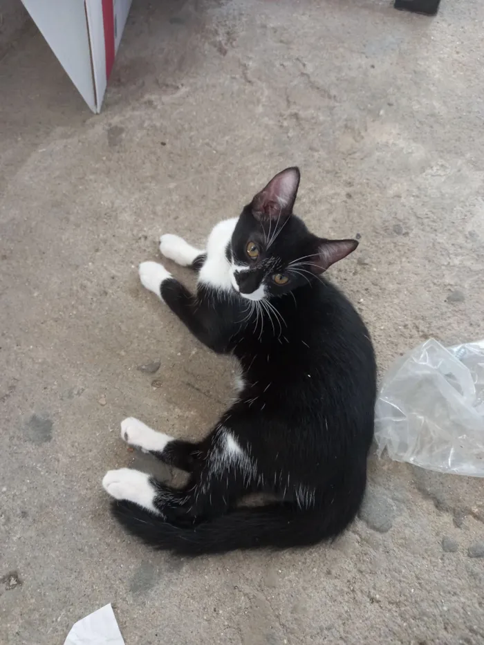 Gato raça SRD-ViraLata idade 7 a 11 meses nome Hércules 