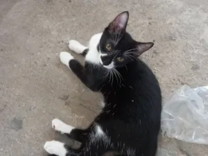 Gato raça SRD-ViraLata idade 7 a 11 meses nome Hércules 