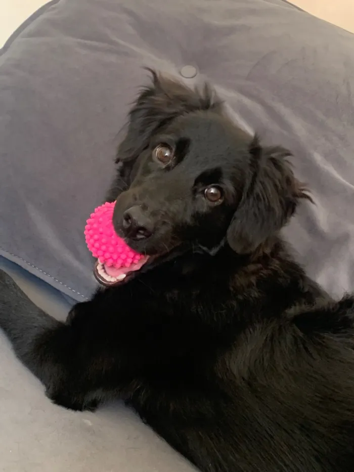 Cachorro raça SRD-ViraLata idade 2 a 6 meses nome Kyra