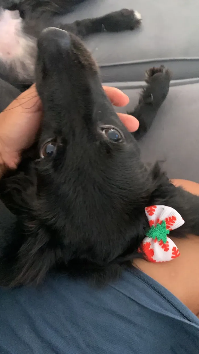 Cachorro raça SRD-ViraLata idade 2 a 6 meses nome Kyra