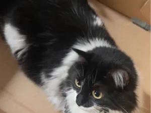 Gato raça SRD-ViraLata idade 2 anos nome Maya