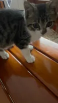 Gato raça SRD-ViraLata idade 2 a 6 meses nome Sem nome