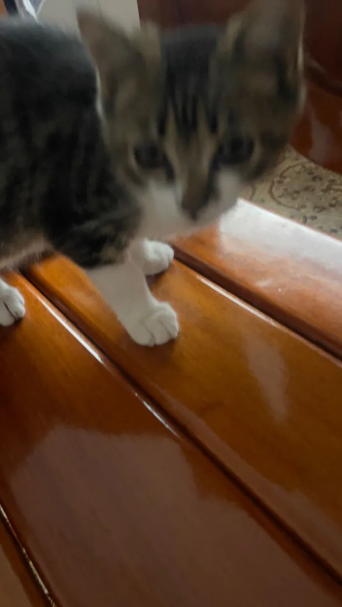 Gato raça SRD-ViraLata idade 2 a 6 meses nome Sem nome