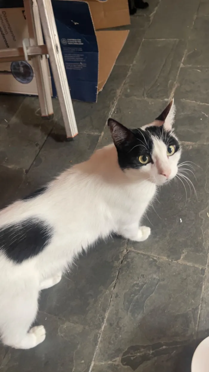 Gato raça SRD-ViraLata idade 2 anos nome Gorduxo