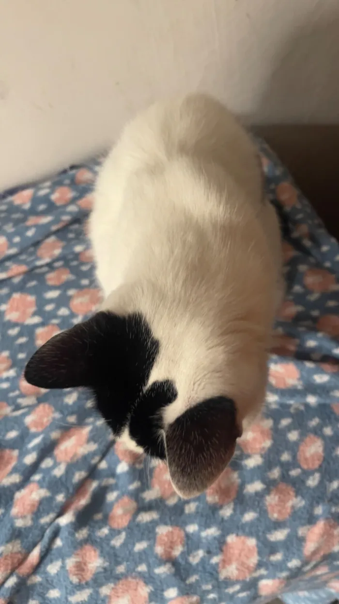 Gato raça SRD-ViraLata idade 2 anos nome Gorduxo