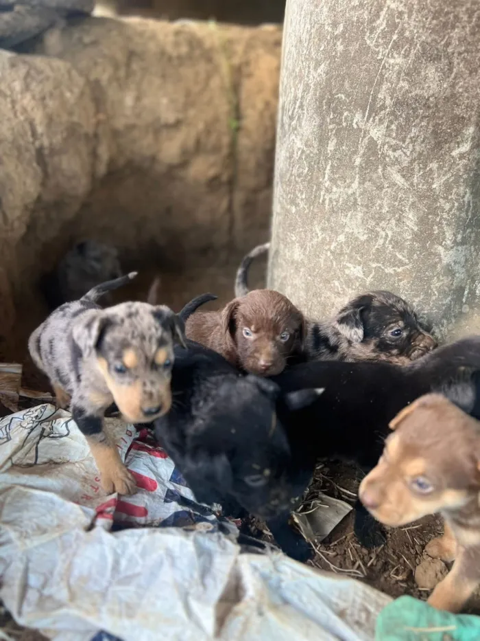Cachorro raça SRD-ViraLata idade 2 a 6 meses nome Sem nome 
