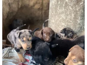 Cachorro raça SRD-ViraLata idade 2 a 6 meses nome Sem nome 