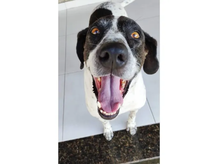 Cachorro raça SRD-ViraLata idade 6 ou mais anos nome JAKE