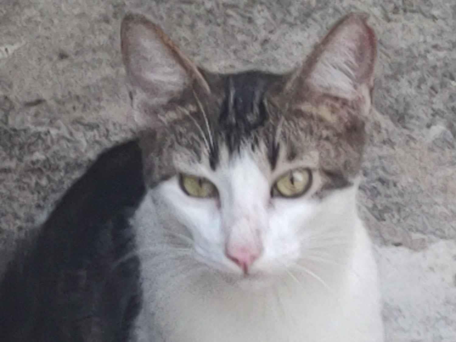 Gato raça SRD-ViraLata idade 7 a 11 meses nome Mya