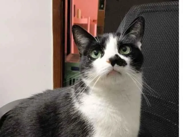 Gato raça SRD-ViraLata idade 4 anos nome Jalapeño