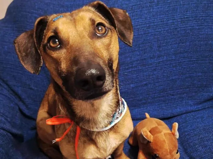 Cachorro raça SRD-ViraLata idade 2 anos nome Pituco