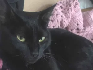 Gato raça SRD-ViraLata idade 2 anos nome ESTELA