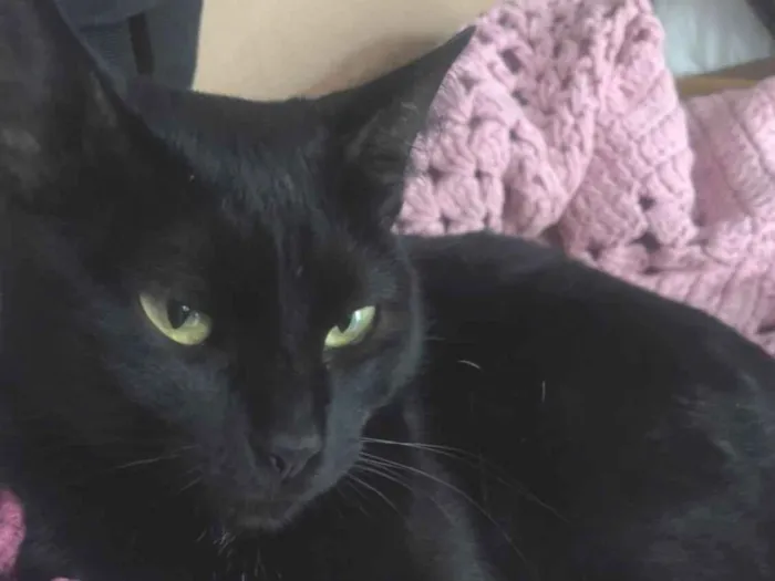 Gato raça SRD-ViraLata idade 2 anos nome ESTELA