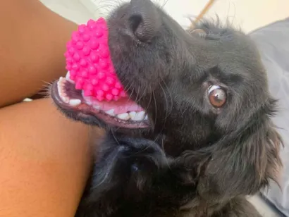 Cachorro raça SRD-ViraLata idade 2 a 6 meses nome Kyra