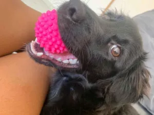 Cachorro raça SRD-ViraLata idade 2 a 6 meses nome Kyra