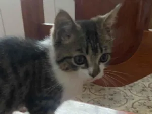 Gato raça SRD-ViraLata idade 2 a 6 meses nome Sem nome