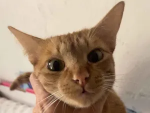 Gato raça SRD-ViraLata idade 2 anos nome Paçoca