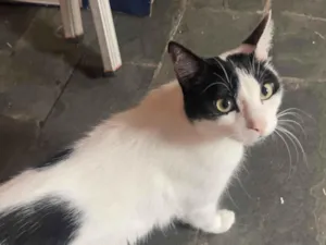 Gato raça SRD-ViraLata idade 2 anos nome Gorduxo
