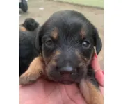 Cachorro raça SRD-ViraLata idade Abaixo de 2 meses nome LILICA