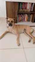Cachorro raça SRD-ViraLata idade 3 anos nome Bob