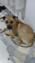 Cachorro raça SRD-ViraLata idade 3 anos nome Bob