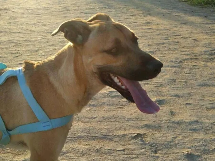 Cachorro raça SRD-ViraLata idade 3 anos nome Bob